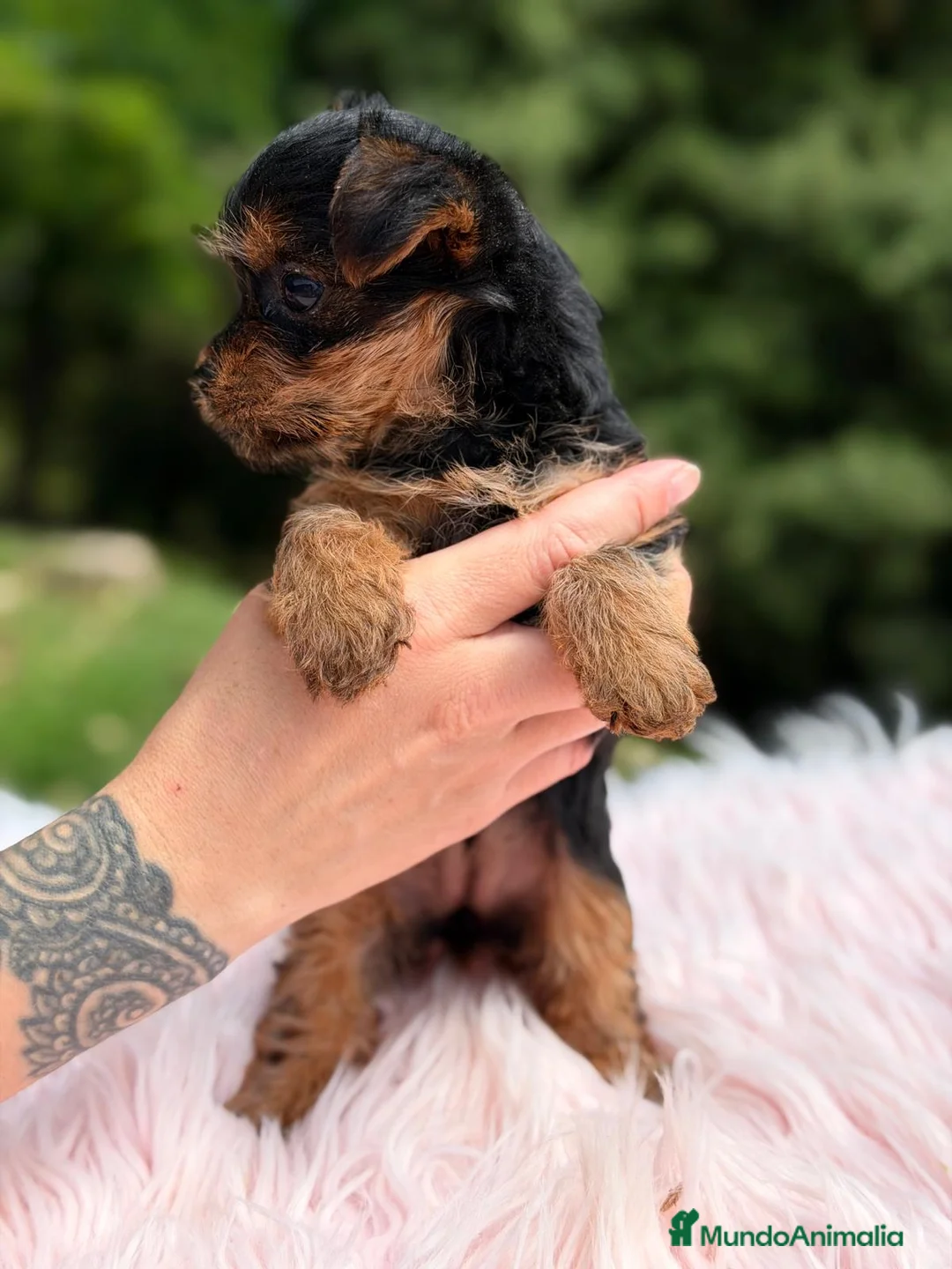 Yorkshire Terrier perros en venta: YORKSHIRE HEMBRA NEGRO FUEGO - Anuncio 2