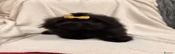 Shihpoo perros en venta: Monísima ShihPoo negra - Anuncio 9