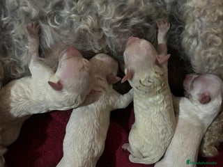 Caniche Toy perros - Anuncio 20
