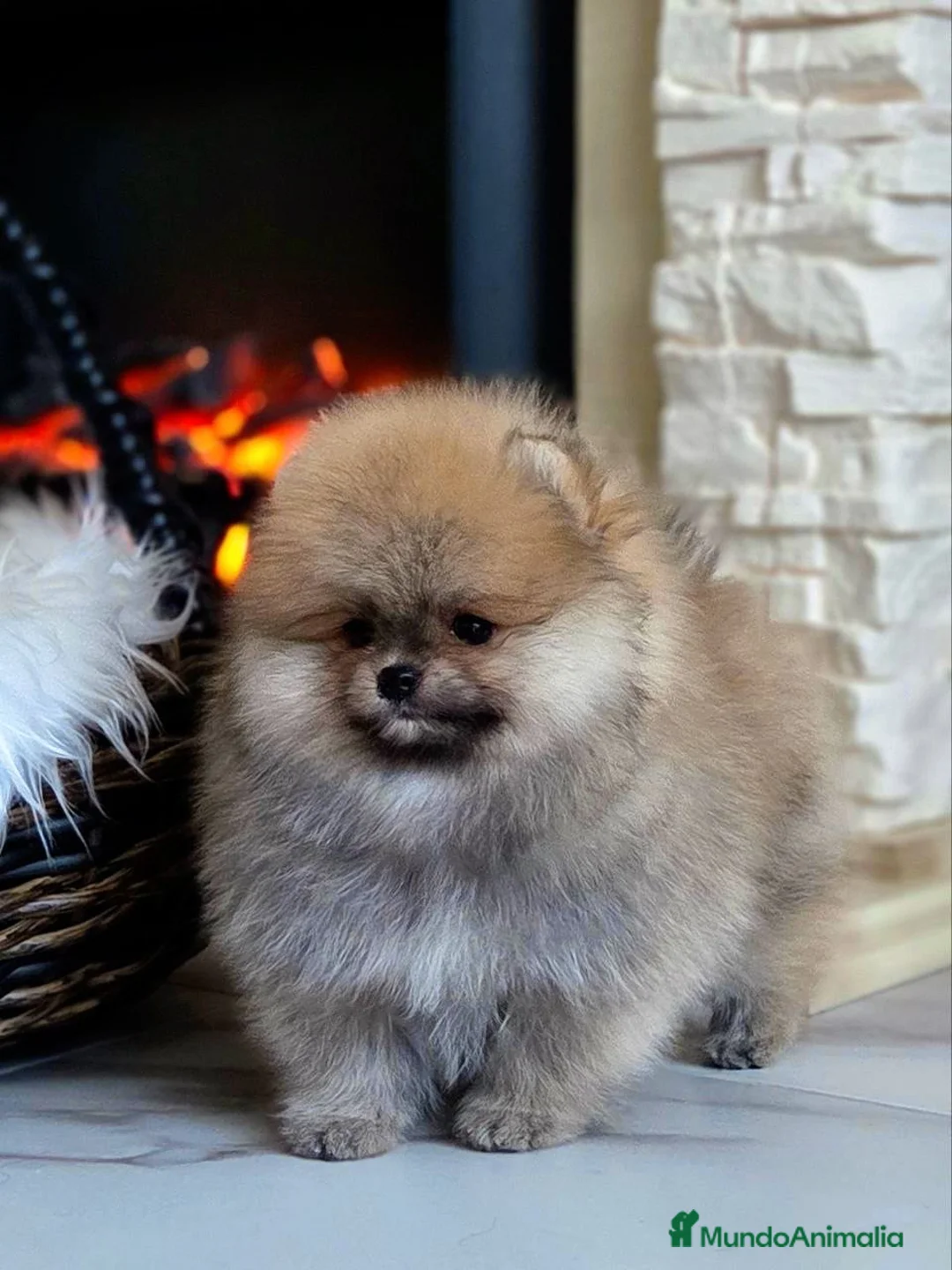 Pomerania perros en venta: Cachorros de Pomerania - Anuncio 7