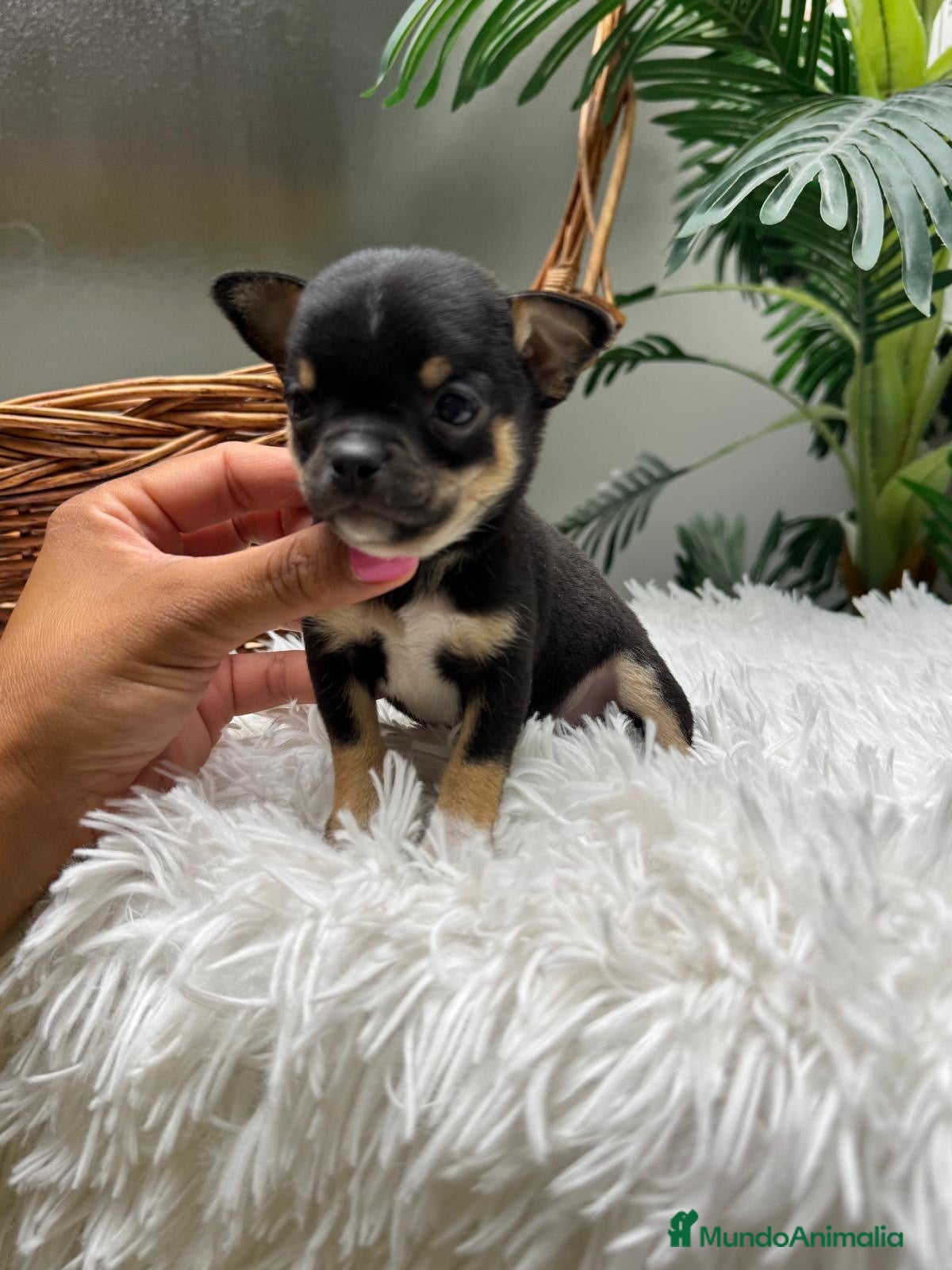 Chihuahua perros CHIHUAHUA  - Anuncio 1