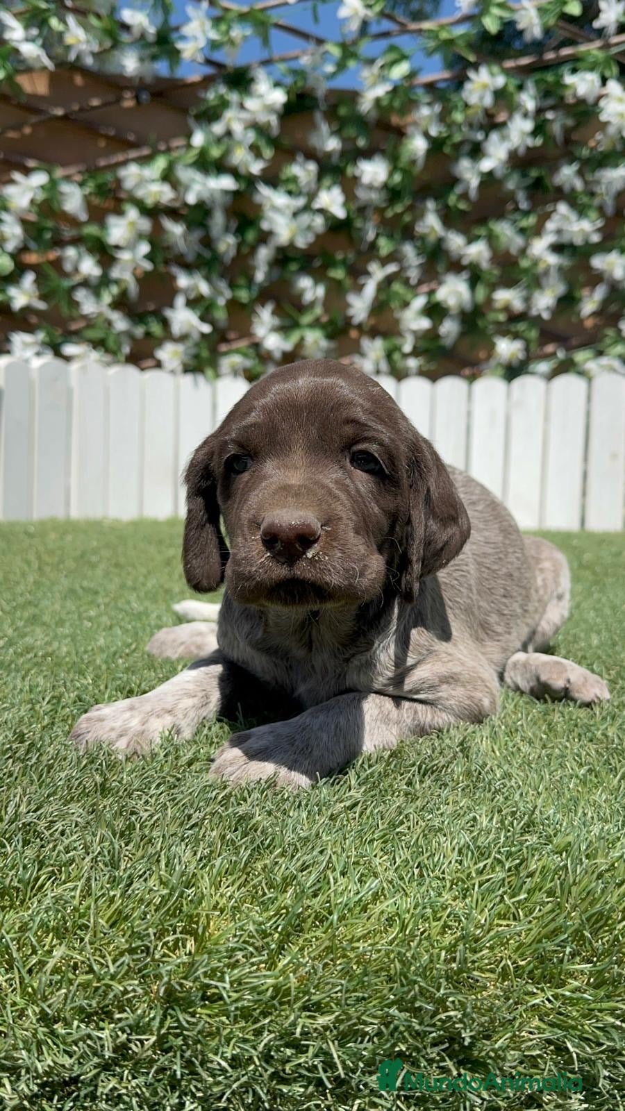Braco Alemán de Pelo Corto perros en venta: BRACO ALEMAN - Anuncio 3