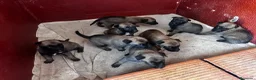 Pastor Belga Malinois perros en venta: Perros de trabajo.  - Anuncio 3
