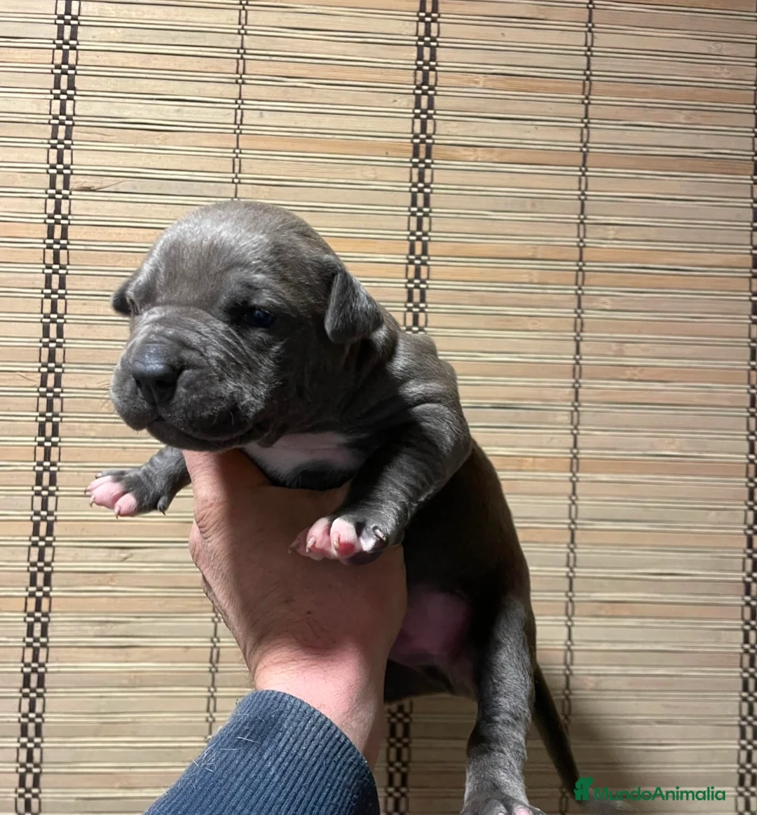 American Pit Bull Terrier perros en venta: American pitbull terrier  - Anuncio 2