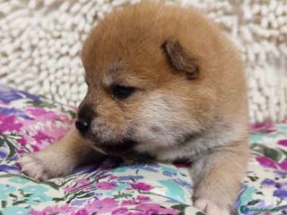 Shiba Inu perros Shiba Inu Hembra de Maya y Silvio 1829- AQUANATURA en Barcelona - Anuncio 32