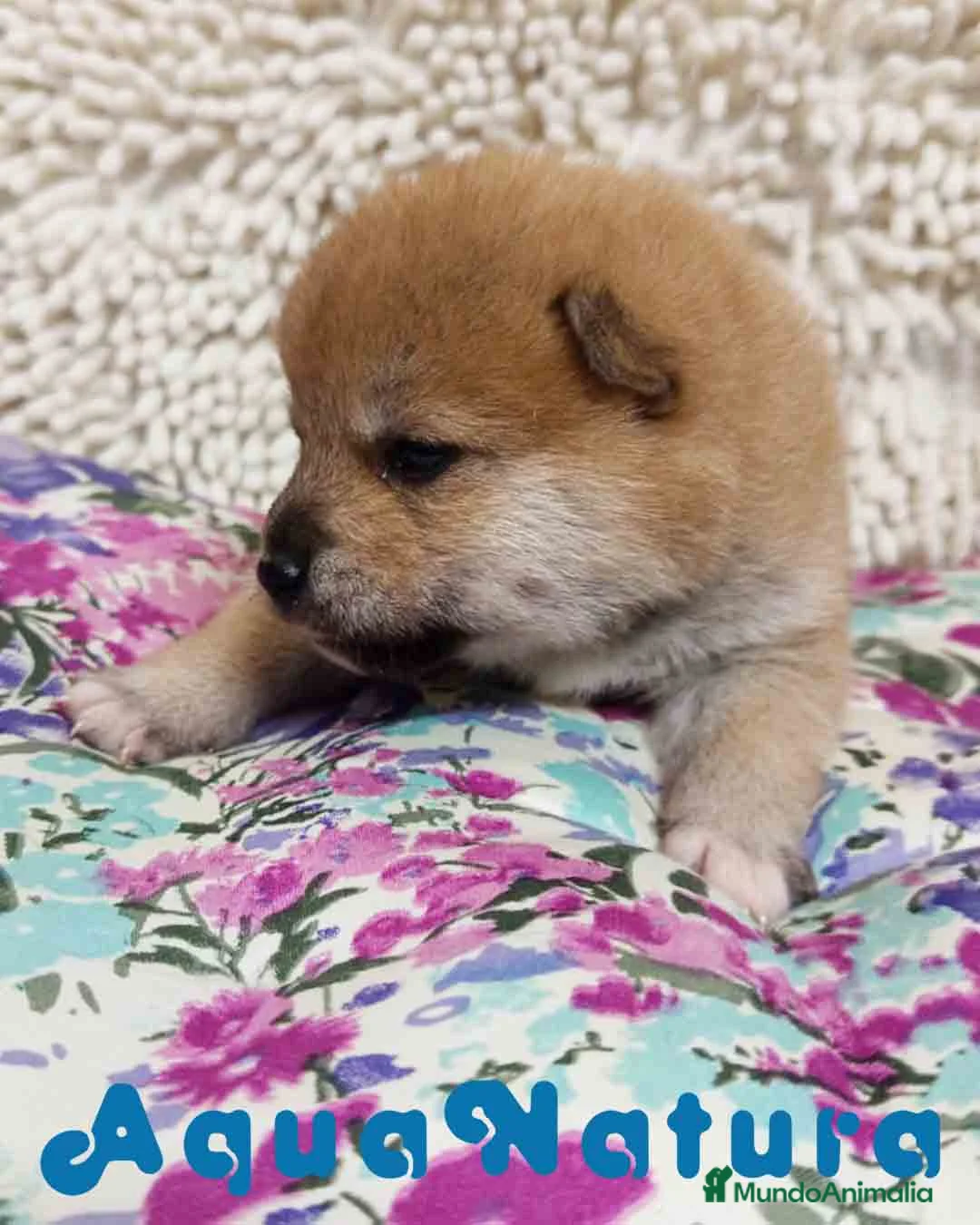 Shiba Inu perros en venta: Shiba Inu Hembra de Maya y Silvio 1829- AQUANATURA en Barcelona - Anuncio 1