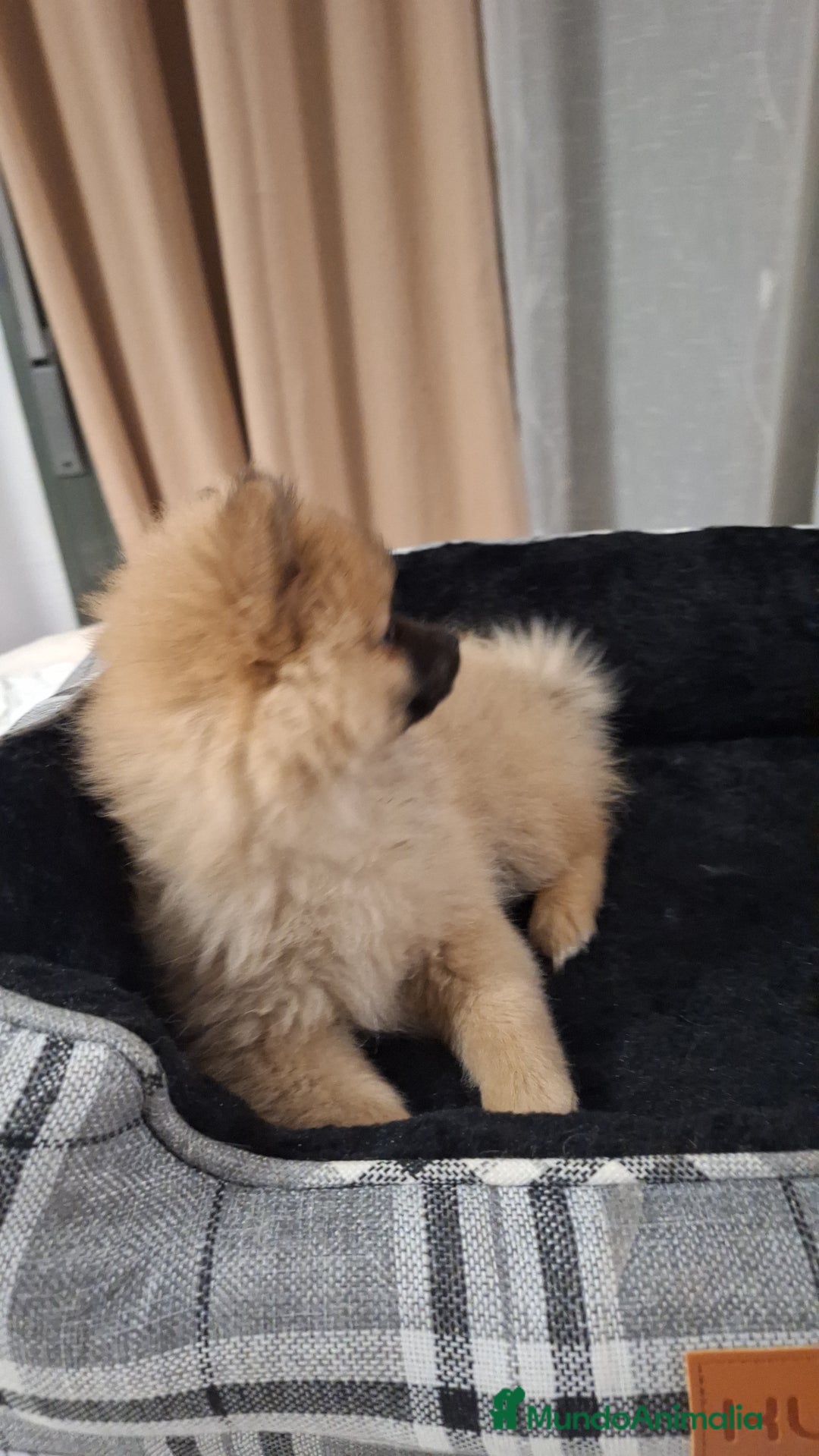 Pomerania perros en venta: Pomerania  - Anuncio 6