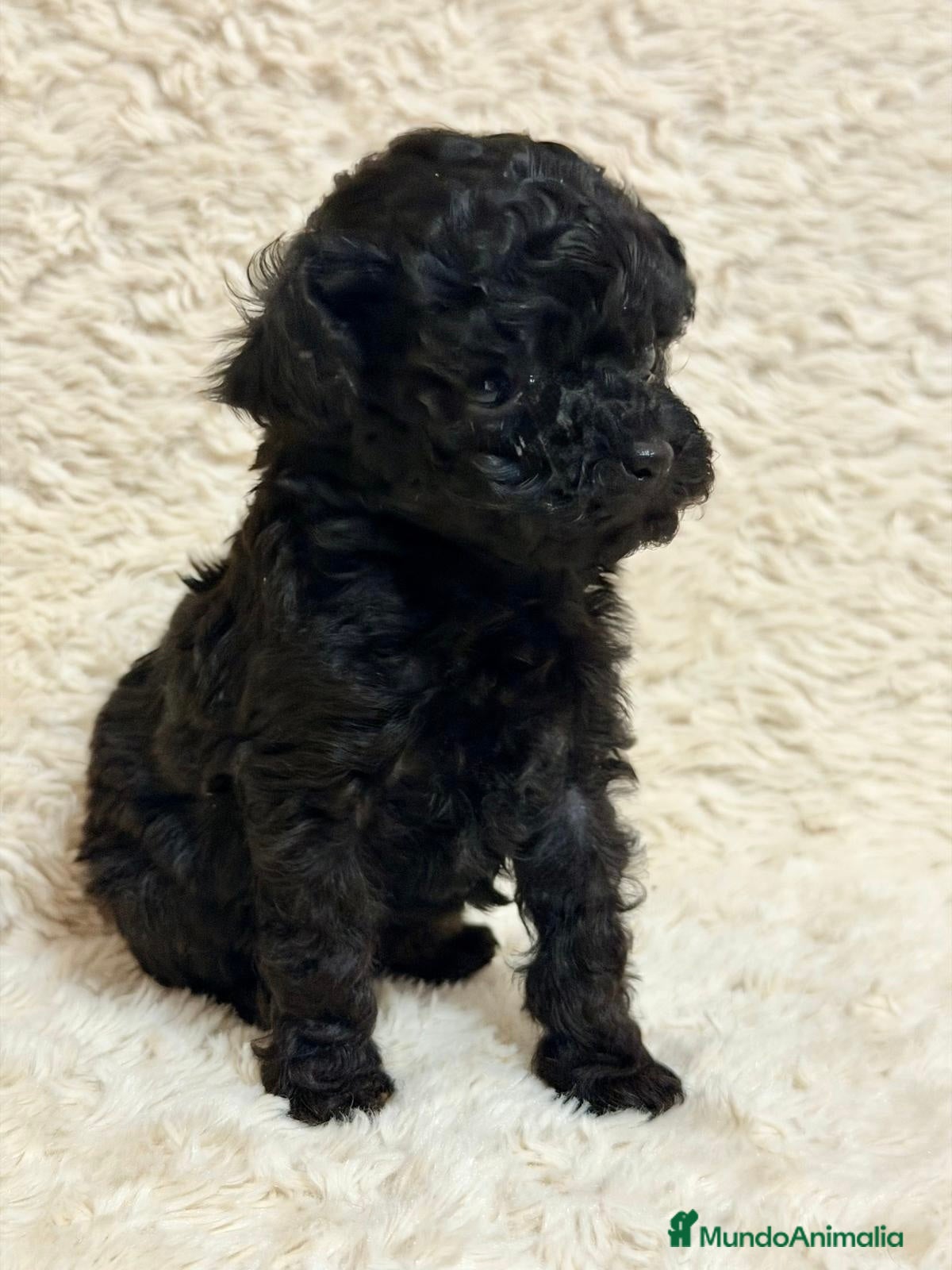 Caniche Toy perros Caniche  negra tacita  de té  - Anuncio 1