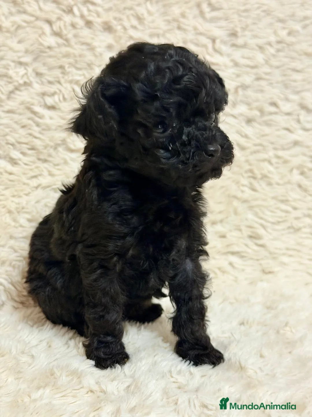 Caniche Toy perros en venta: Caniche  negra tacita  de té  - Anuncio 1