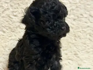 Caniche Toy perros Caniche negra tacita de té - Anuncio 1