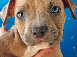 American Staffordshire-Terrier perros American - Anuncio 3