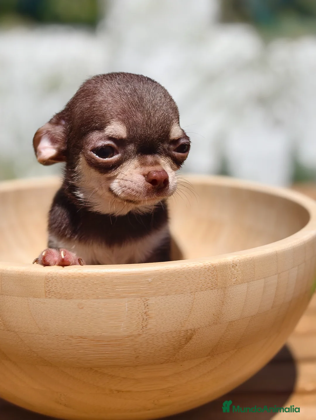 Chihuahua perros en venta: Chihuahua Toy macho bicolor  - Anuncio 2
