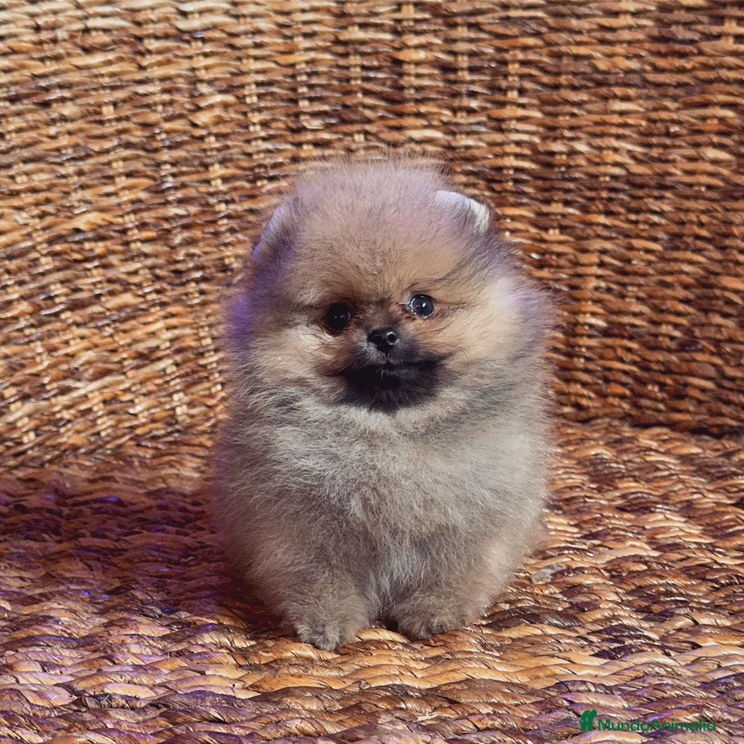 Pomerania perros en venta: POMERANIAS SUPER MINIATURAS en Málaga - Anuncio 12