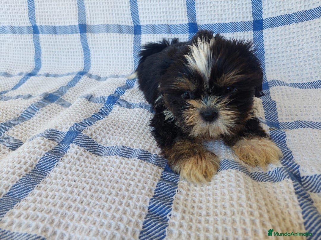 Shih Tzu perros en venta: SHIH TZU MACHO CALIDAD Y SELECCIÓN  - Imagen 1