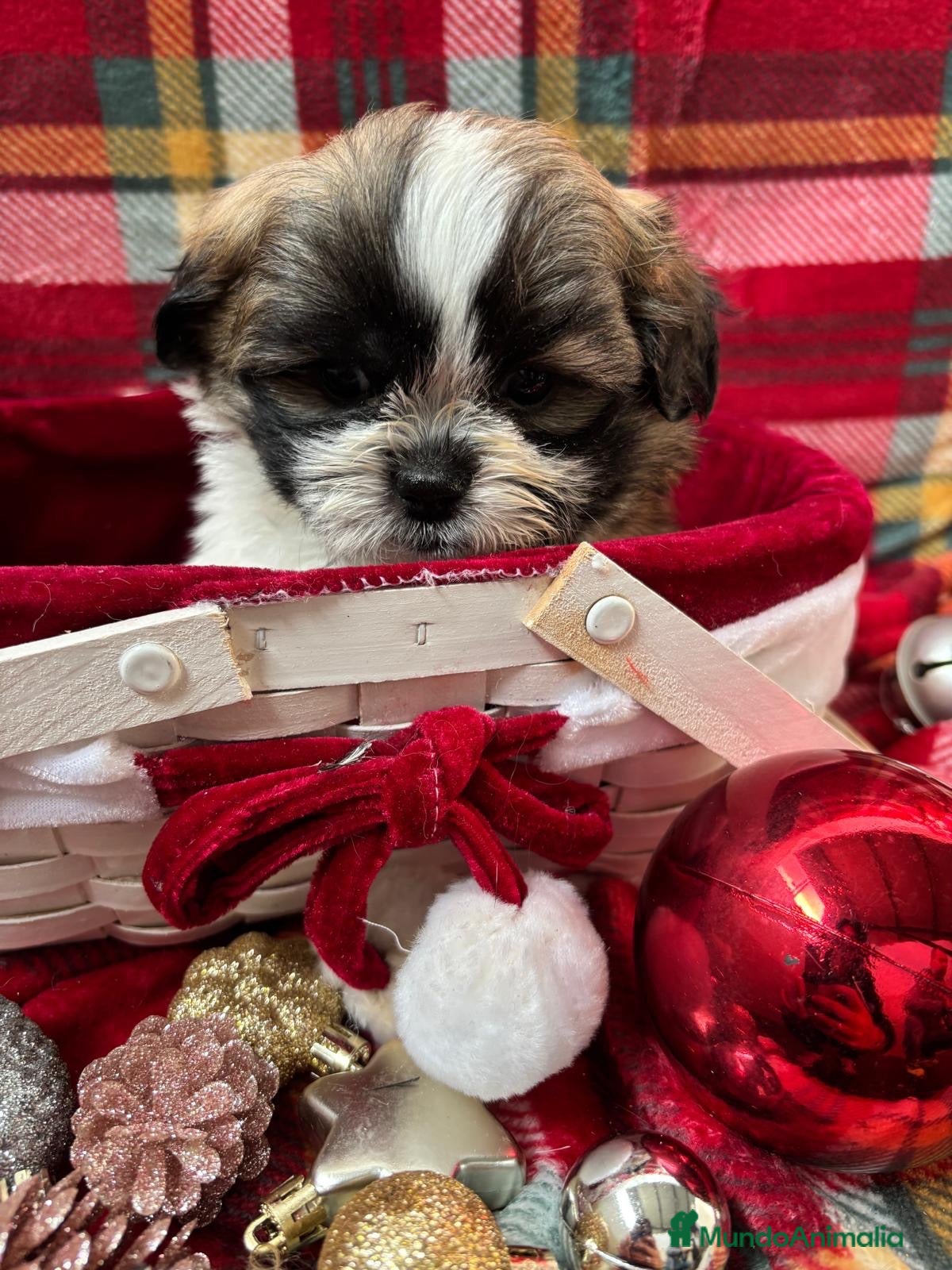 Shih Tzu perros en venta: Shih tzu  - Anuncio 1