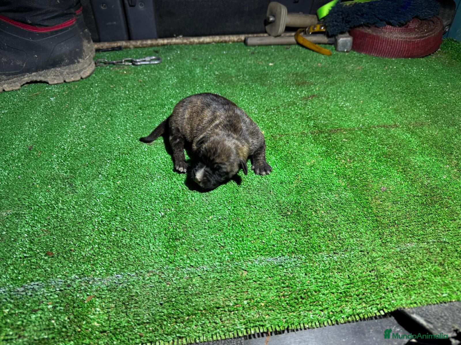 American Staffordshire-Terrier perros hembra Staffordshire terrier - Anuncio 1