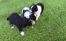 Biewer Yorkshire Terrier a la Pom Pon perros en venta: Biewer  - Imagen 2