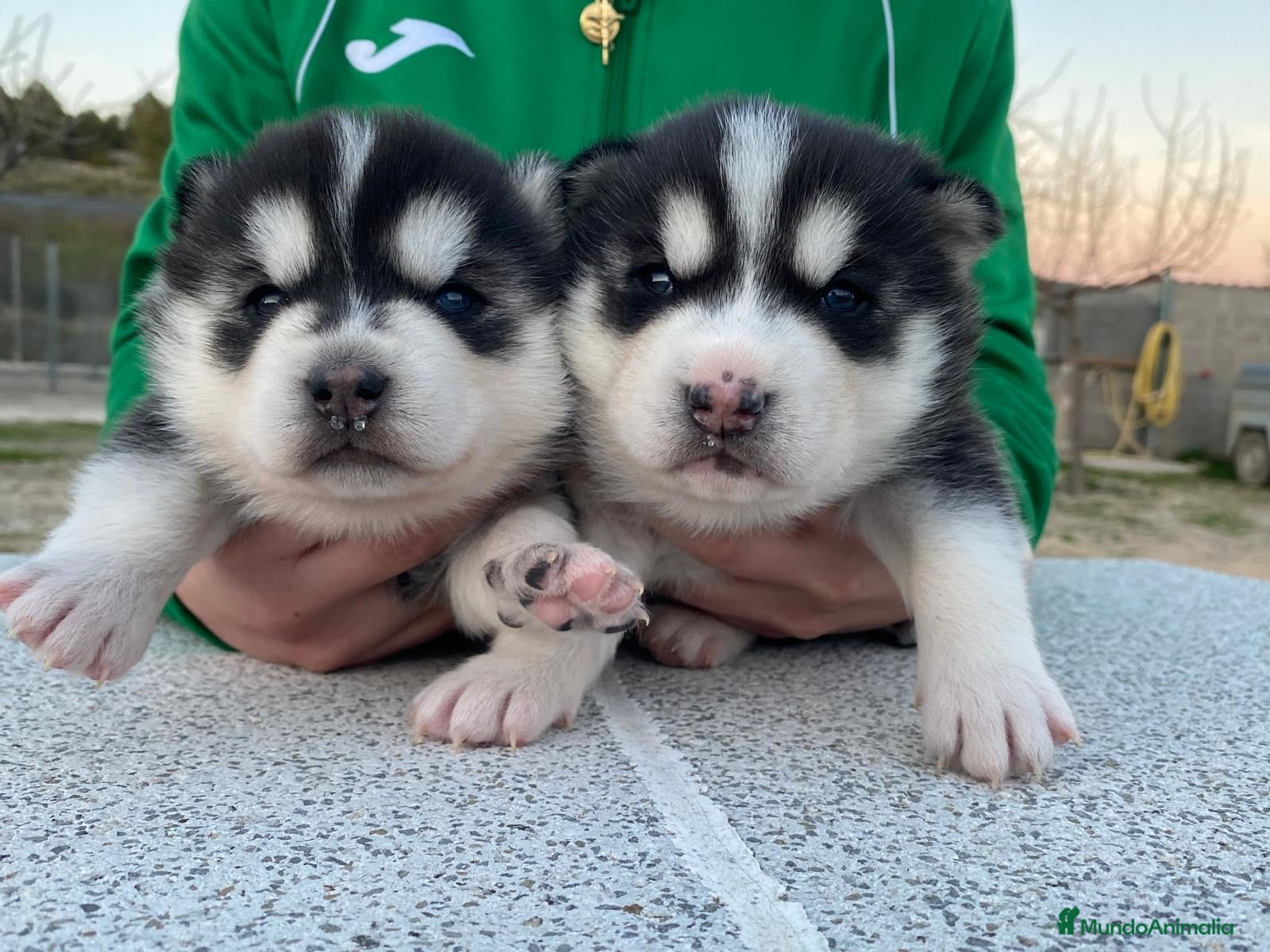 Husky Siberiano perros Husky Siberiano  - Anuncio 3