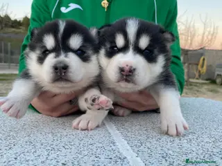 Husky Siberiano perros Husky Siberiano - Anuncio 3