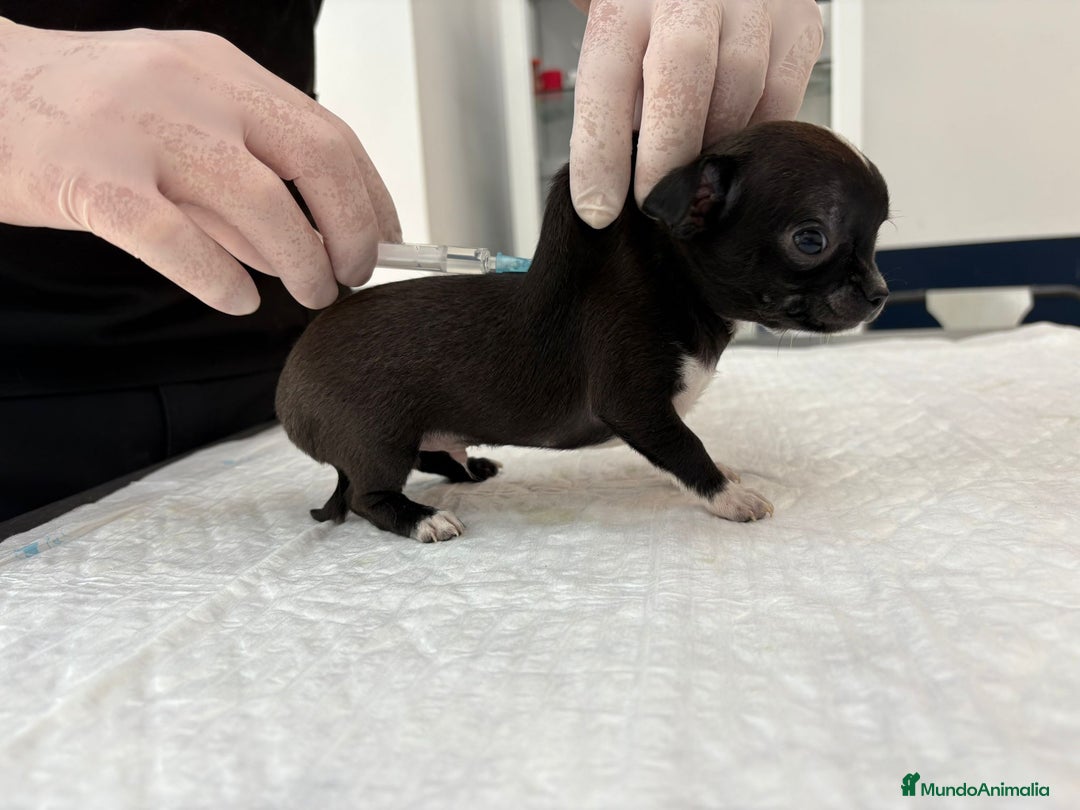 Chihuahua perros en venta: Chihuahua mini  - Imagen 2