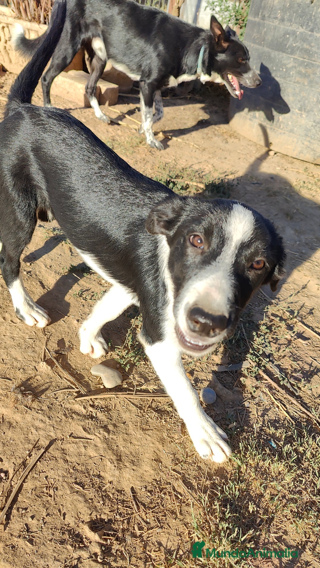 Border Collie perros en venta: Últimos border collie disponibles - Imagen 12