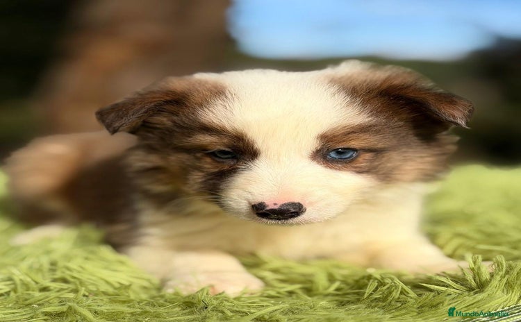 Border Collie perros BORDER COLLIE CHOCOLATE - Anuncio 1