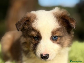 Border Collie perros BORDER COLLIE CHOCOLATE - Anuncio 1