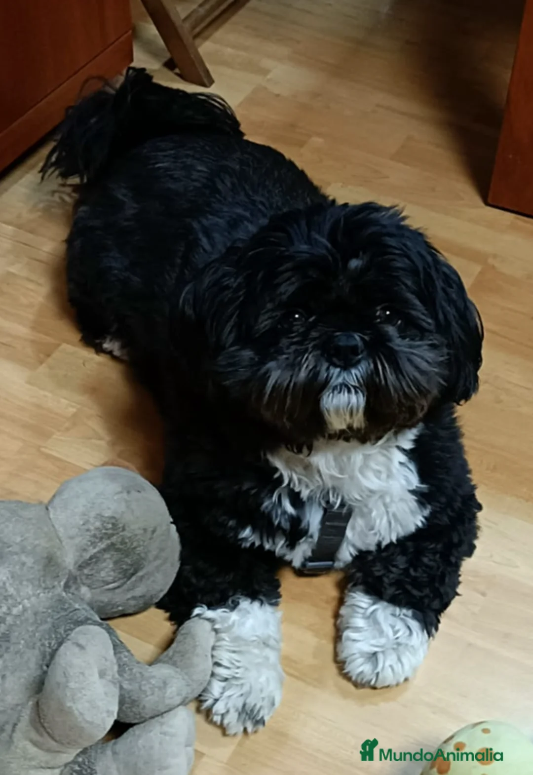 Shih Tzu perros en venta: EL FOU DESDE 1995 CRIANDO CAMPEONES en Barcelona - Anuncio 4