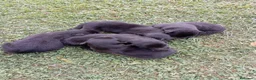 Pastor Belga Groenendael perros en venta: Camada de Pastor Belga Groenendael - Anuncio 3