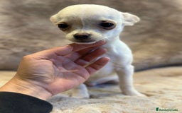 Chihuahua perros en venta: Chihuahua blanco Toy  - Anuncio 3