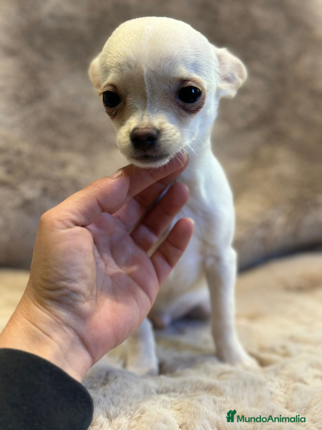 Chihuahua perros en venta: Chihuahua blanco Toy  - Anuncio 3