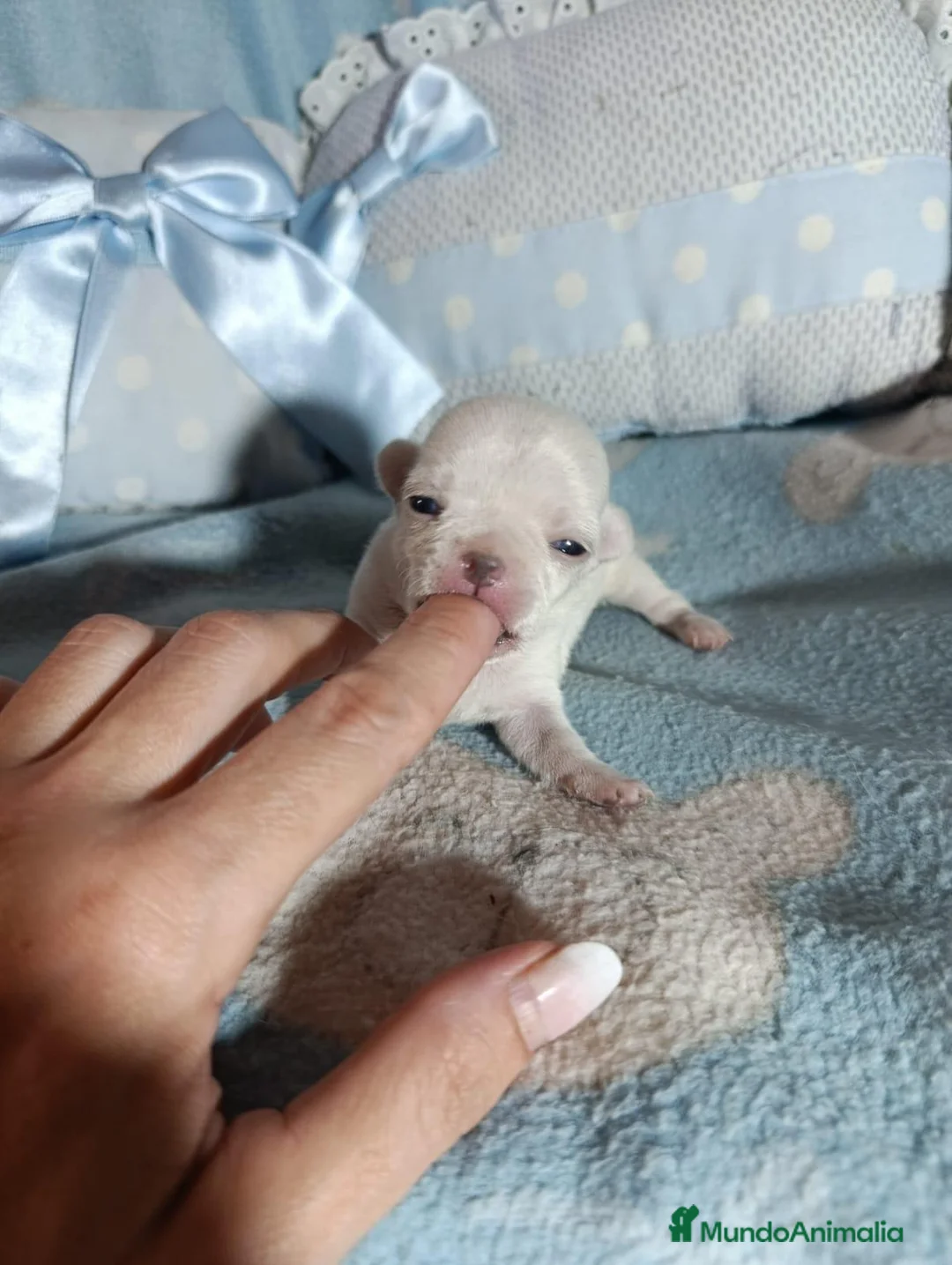 Chihuahua perros en venta: Chihuahua toy 💎 - Anuncio 2
