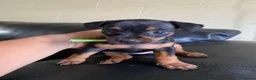 Pinscher Miniatura perros en venta: Pincher toy en Ciudad Real - Anuncio 4