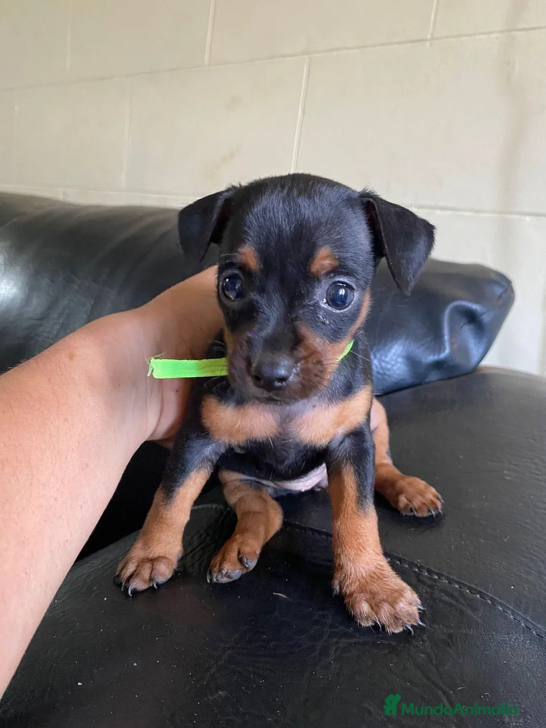 Pinscher Miniatura perros en venta: Pincher toy en Ciudad Real - Anuncio 4
