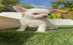 Chihuahua perros en venta: CHIHUAHUA HEMBRA - Imagen 9