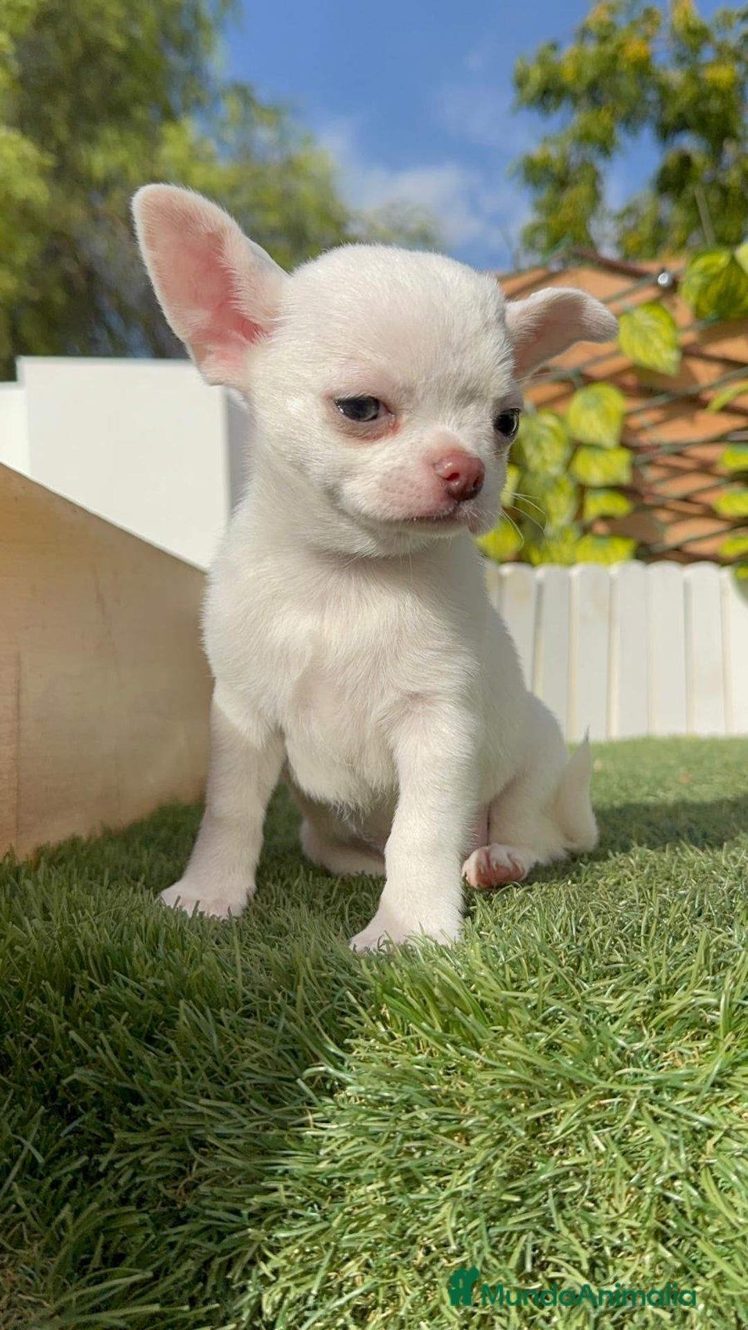 Chihuahua perros en venta: CHIHUAHUA HEMBRA - Imagen 9