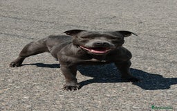 Staffordshire Bull Terrier perros en venta: Staffordshire bull terrier Blue - Imagen 1