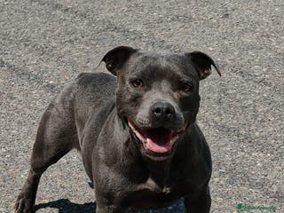 Staffordshire Bull Terrier perros Staffordshire bull terrier Blue - Anuncio 30