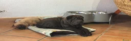 Shar Pei perros en venta: CACHORROS SHAR PEI  en Málaga - Anuncio 10