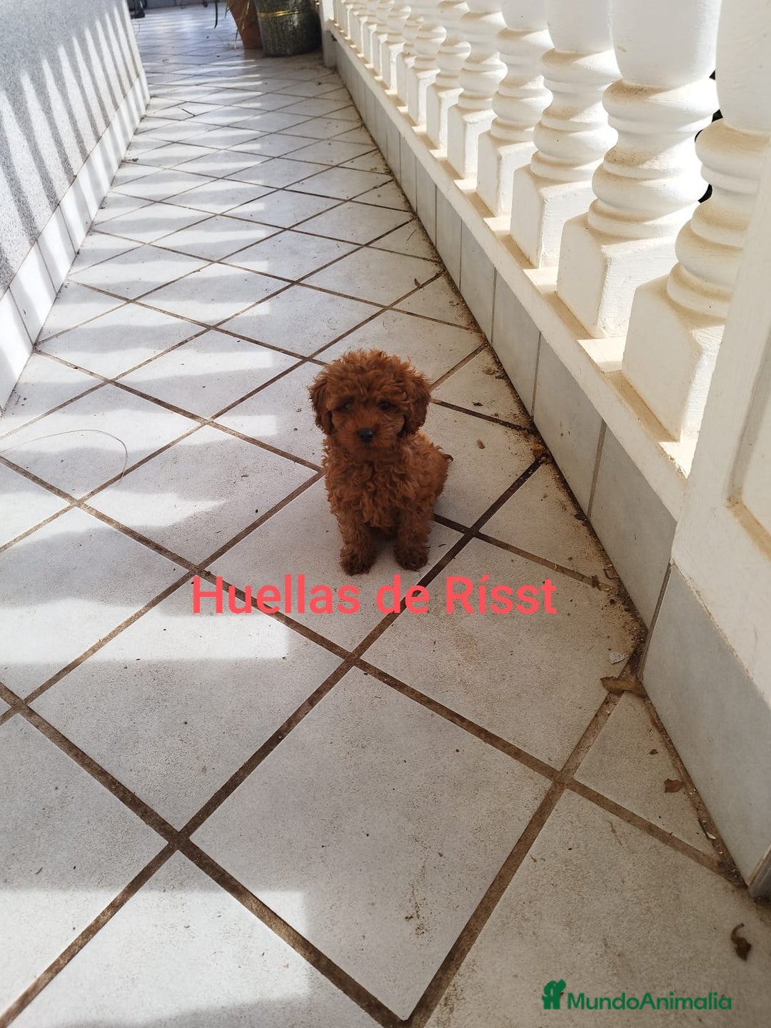 Caniche Toy perros en venta: CANICHES ROJOS EXCLUSIVOS  - Anuncio 6