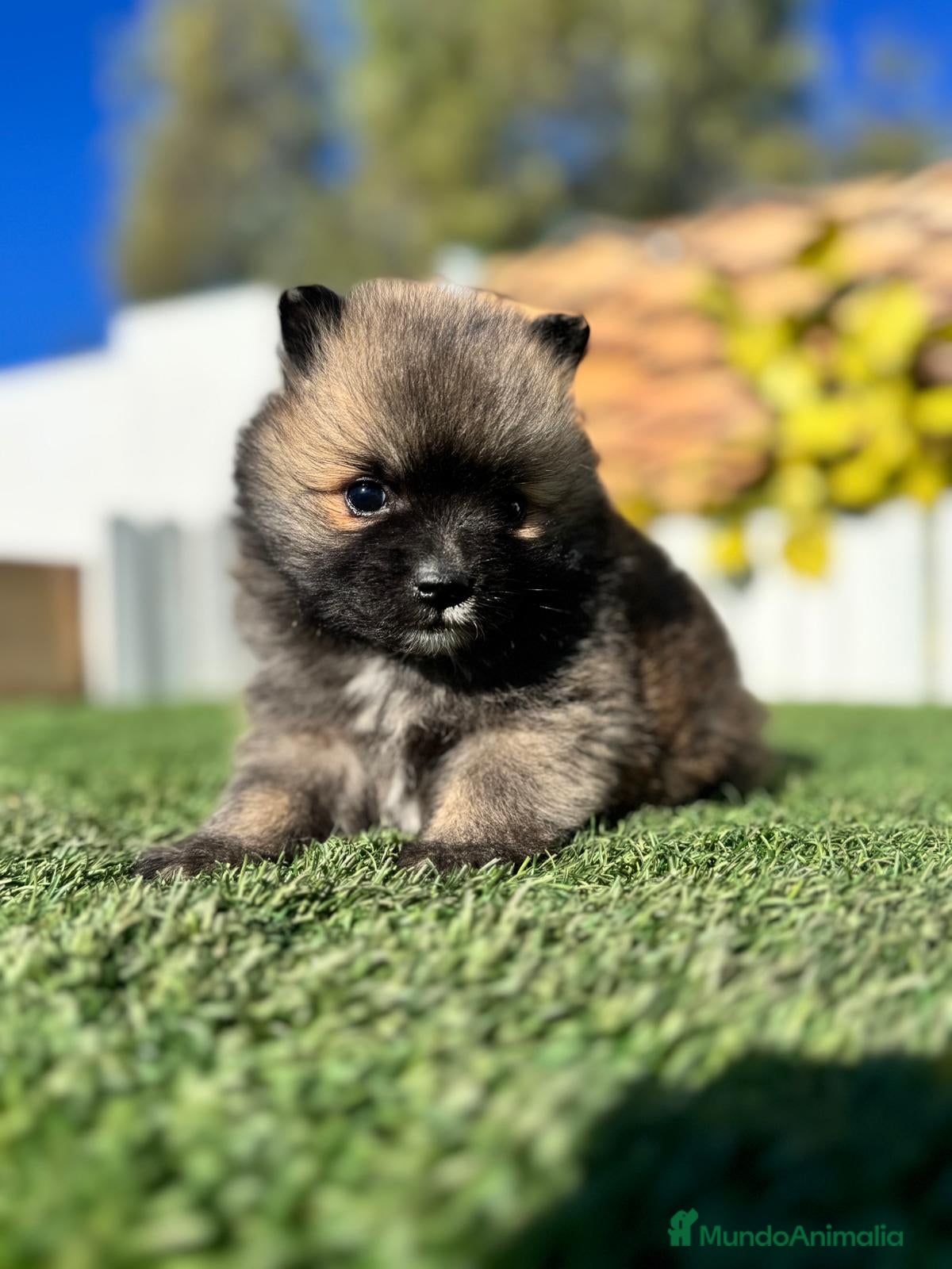 Pomerania perros POMERANIA HEMBRA - Anuncio 2