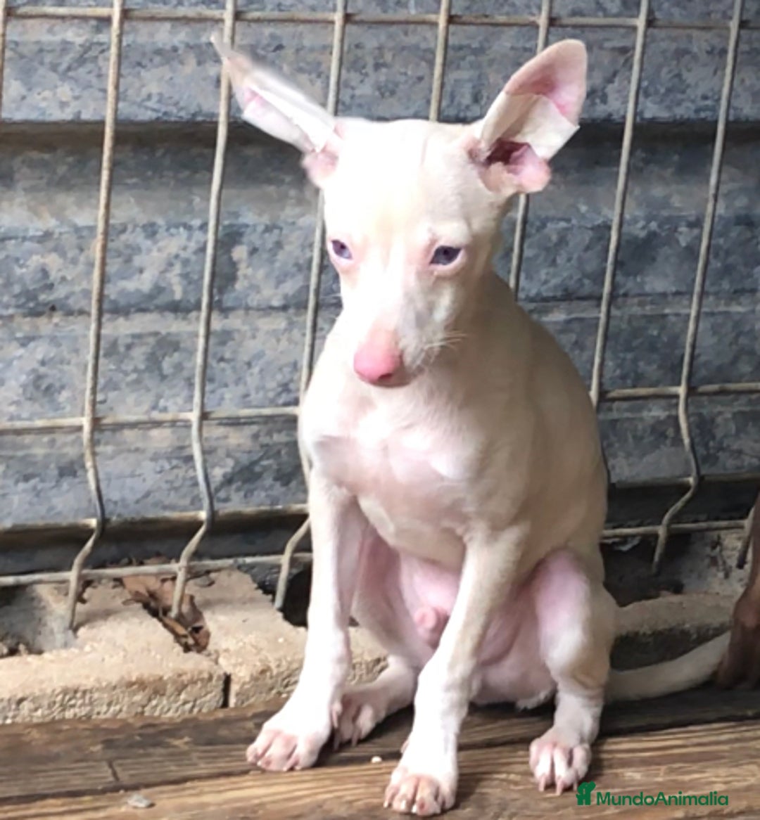 Pinscher Miniatura perros en venta: Caraby Harlequin Pinscher miniatura  en Alicante - Anuncio 2