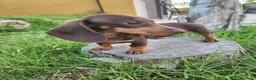 Teckel perros en venta: Camada teckel chocolate - Anuncio 2