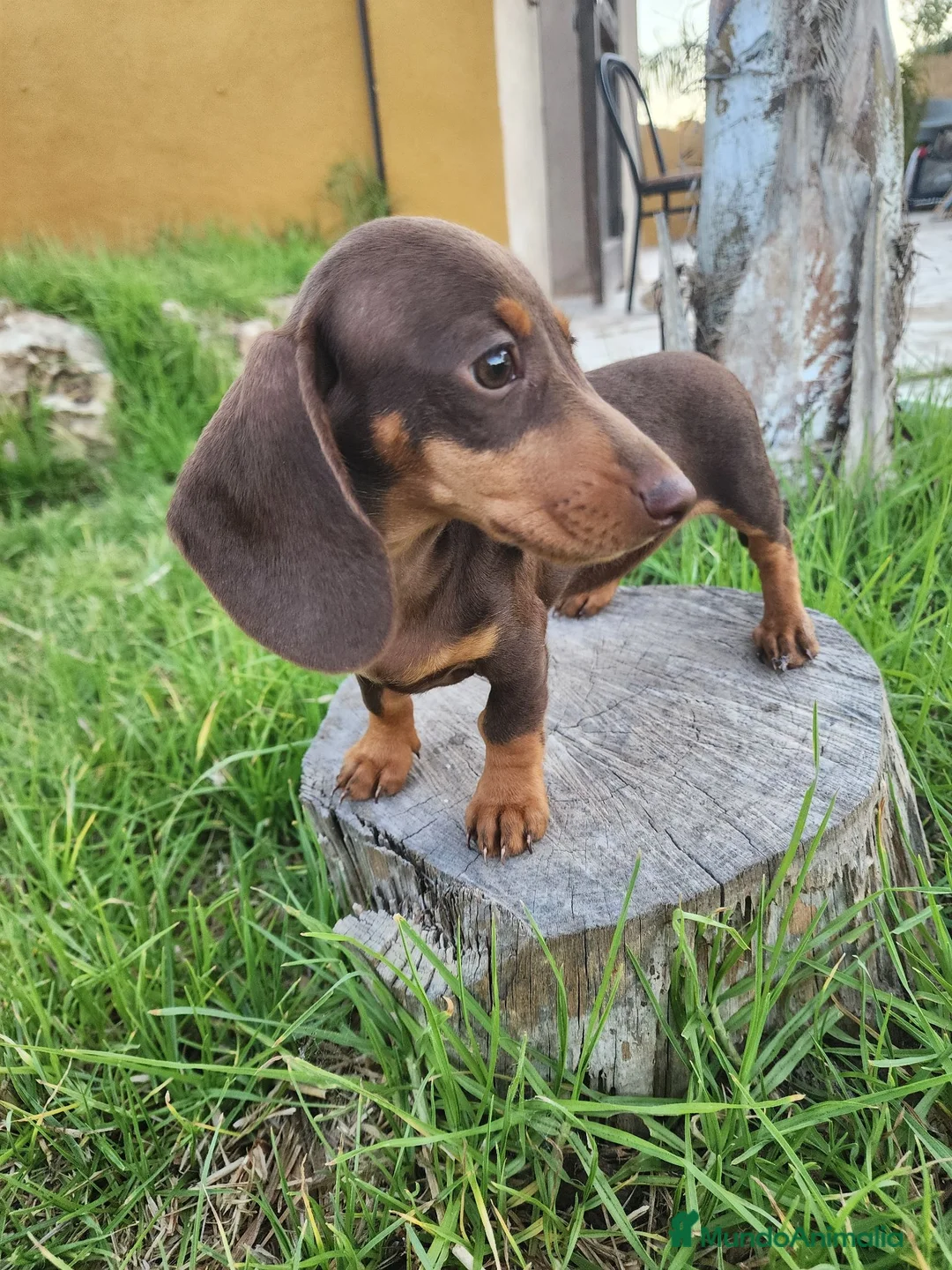 Teckel perros en venta: Camada teckel chocolate - Anuncio 2