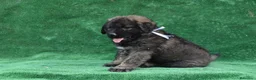 Pastor del Cáucaso perros en venta: Disponible Pastor del Cáucaso - Anuncio 7