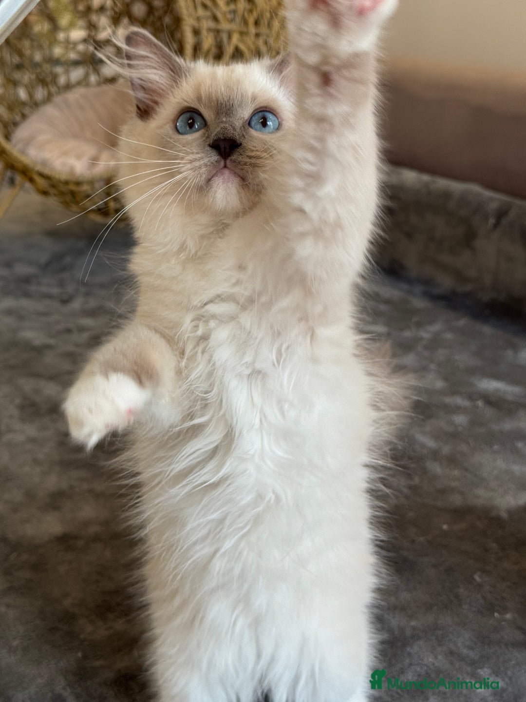 Ragdoll gatos en venta: Camada Ragdoll - Imagen 37