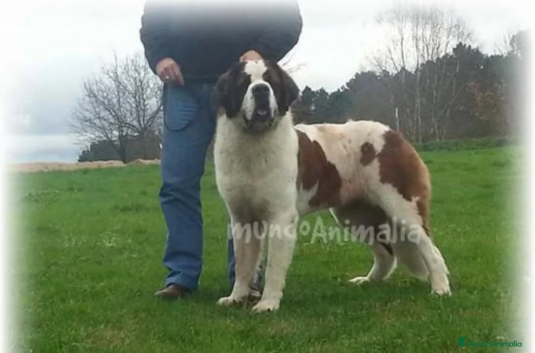 Imagen de galería {{count}}