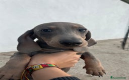 Teckel Miniatura perros en venta: Teckel miniatura blue and Tan  - Imagen 4