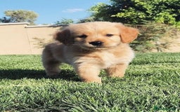 Golden Retriever perros en venta: GOLDEN RETRIEVER BONITOS - Anuncio 1