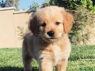 Golden Retriever perros GOLDEN RETRIEVER BONITOS - Anuncio 1